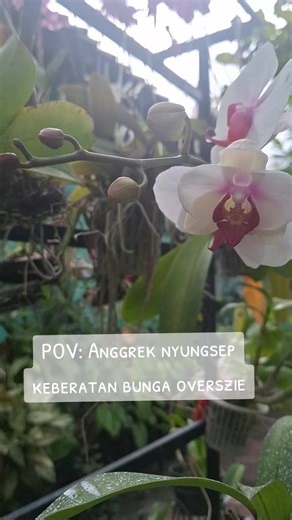 Sherring (@sherring30)’s videos with MONTAGEM COMA - ANDROMEDA & elysian.