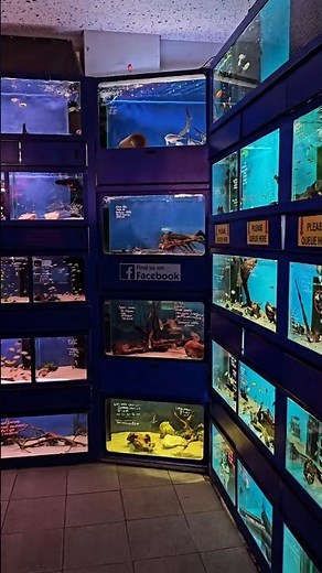 ODDBALL FISH SELECTION | WHARF AQUATICS | FULL TOUR COMING THIS SUNDAY