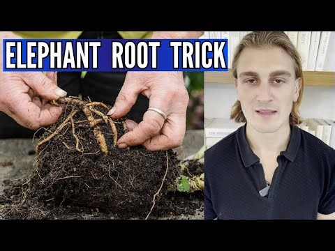ELEPHANT ROOT TRICK - ( STEP BY STEP RECIPE! ) - ELEPHANT ROOT POWDER - ELEPHANT ROOT TRICK FOR MEN