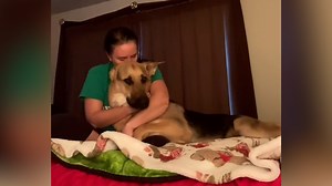 4M views · 2.3K reactions | Wow, seeing a service dog in action is amazing!  | Humankind | Facebook