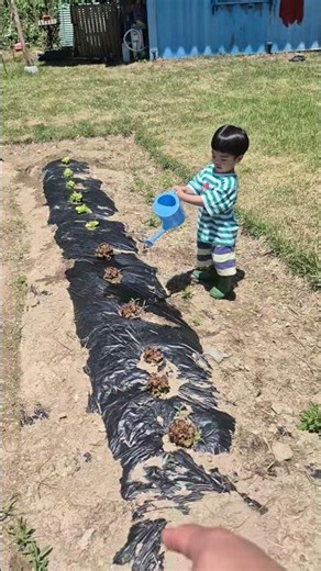 농번기에는 아이 손도 귀하다 #복숭아 #봉지씌우기 #채소밭 #물주기 #불루베리수확 #콘테이너페인트칠