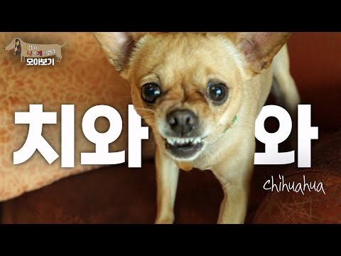 [세나개 댕모아] 치와와가 치와와했다! 작고 귀여운 치와와들의 문제 행동 🐶치와와편