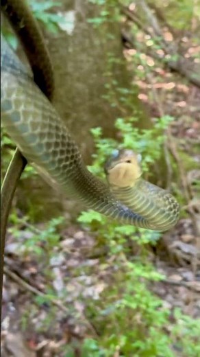 Southern Black Racer snake #reptile #nature #snake #herping