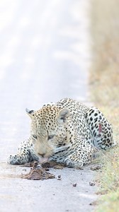 #fblifestyle This male leopard is licking and rolling in buffalo poo! He is doing it for a great reason 🐆 Why do you think he is doing it? Let me know in the comments down below 👇 #leopard #safari #naturelovers #big5 #wildlife #africa #krugerpark | Jacques Schutte Wildlife
