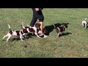 German Shorthaired Pointer Puppies For Sale