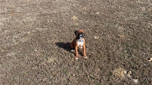 Boxer puppy for sale