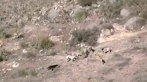 1M views · 950 shares | COBAN KOPEKLERINİN IŞ BİRLİĞİ.... DAHA FAZLA VIDEO VE RESIM İCİN HERKESI SAYFAMIZA BEKLERIZ.... ⚠⚠EFSANE VİDEO⚠⚠ | Simental Dünyası | Facebook