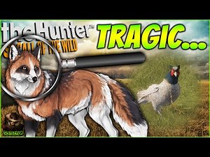 This Great One Fox Hunt Ends In A Tragic Leucistic Pheasant... Call of the wild