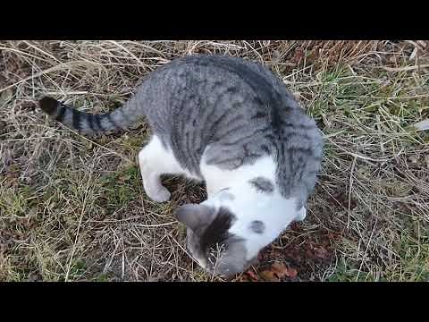 飼い猫狩り ネズミハンティング映像【捕獲】