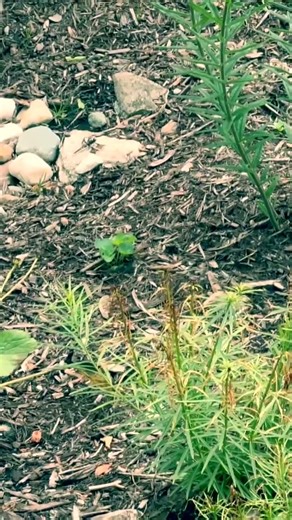 This Dragonfly Looks Straight Up Extraterrestrial