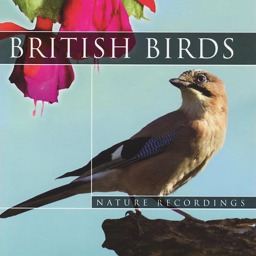 British Birds - Buzzard Bird Sounds (Nature Sounds)
