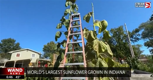 World's largest sunflower grown in Indiana