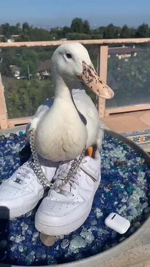 Dripping Too Hard: Lil Ducky Wallpaper Collection