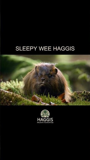 A Sleep Wee Wild Scottish Haggis Animal