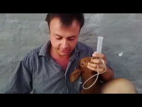 Feeding a Lamb with a Feeding Tube