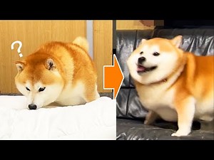 Shibe is very surprised when the owner suddenly appears from the back door.