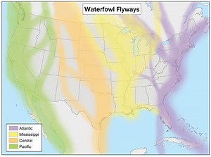 Pacific Flyway - Alchetron, The Free Social Encyclopedia