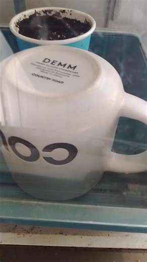 widow bomb.. seed's from attitude bank.2019..28/12/25