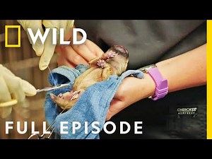 Emergency Puppy C-Section (Full Episode) | Critter Fixers