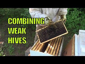 Beekeeping: Combining Weak Hives - Late Springtime Bee Hive Management