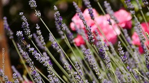 "Lavender bush with bee, a snapshot of nature's beauty, perfect for serene visuals. 🐝🌿"