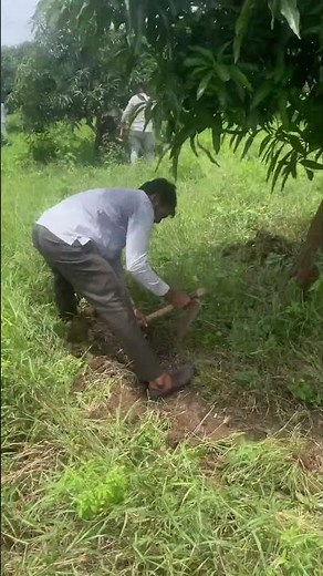 How to treat mango trees 🥭