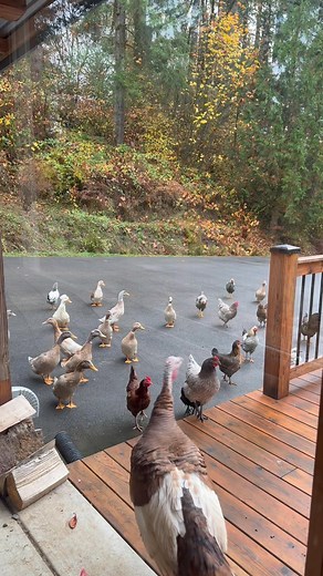 36 reactions | The Consortium of Brainyquacks demands breakfast! | Autumn Falls | Facebook