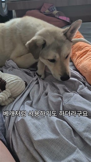 새 인형이 금방 마음에 든 누렁이 수지