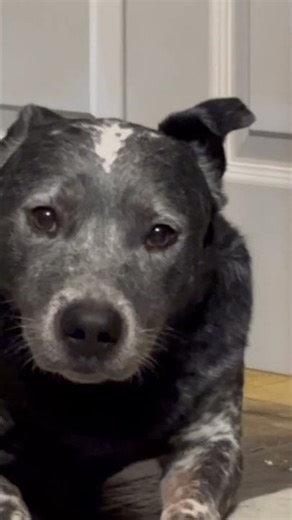 Doing a staring contest with my dog🦮