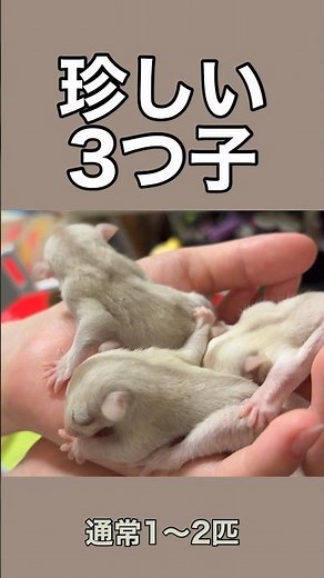 【フクロモモンガ】珍しい3つ子の成長記録｜脱嚢から現在まで59秒 #私とフクモモ生活 #フクロモモンガ #フクモモ #sugarglider