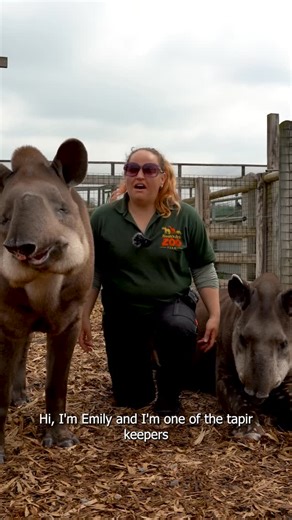 2.5K views · 295 reactions | It’s World Tapir Day  Meet Toby and Tara our golden oldies proving that tapirs only get more charming with age 﫶 To find out more, visit ‘Zoo News’ on our website to read the blog. #tapir #worldtapirday #animals #zoo #conservation #zookeeper #keeper #noahsarkzoofarm #animalsofinsta | Noah's Ark Zoo Farm | Facebook
