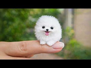 15 Smallest Dog Breeds in the World — You Won’t Believe #1 Exists
