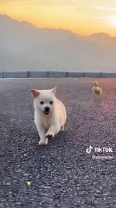 73K views · 2.7K reactions | BUONA DOMENICA......... 殺殺殺 | Lovemusic | Facebook