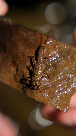 13 Must-Have Flies for Summer Fly Fishing!