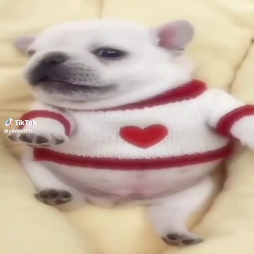 Pibble Love: Understanding the French Bulldog