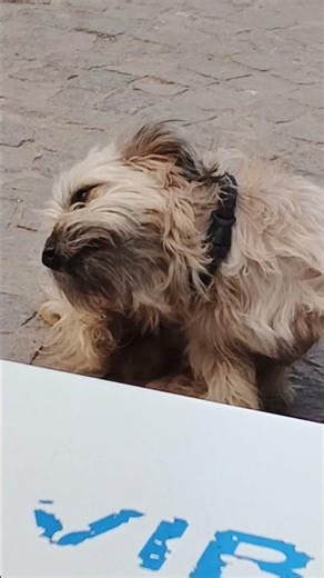 أفضل وضع للكلب هو أن يعيش مع إنسان يوفّر له:الغذاء الرعاية الصحية الحب والاهتمام والنظافة.