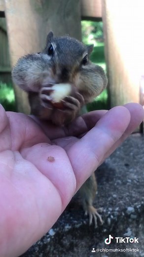 Cute Chipmunk Storing Nut in Mouth | Funny Animal Video