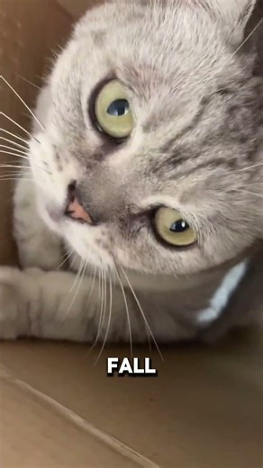 This cat has the PERFECT personality