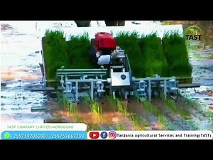 Kilimo cha mpunga/Mashine ya kupanda mpunga/motorized rice transplanter machine#kilimo #rice#paddy