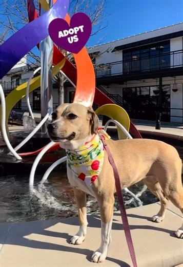 Meet Our Adoptable Foster Crew: Cute Dogs Looking for Homes