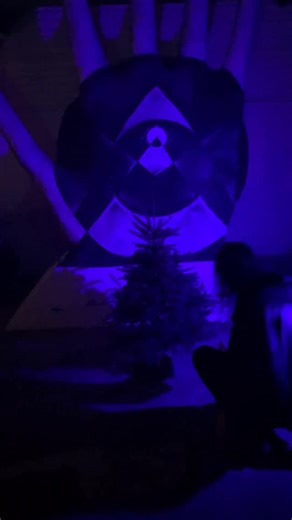 The ceremonial Xmas tree burning commences 🔥 | Open The Portal
