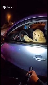 Bad dog. | Stuart Edge