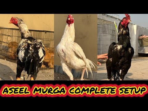 Aseel Murga Complete Setup Care And Feeding Time