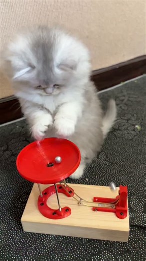 MeowMates on Instagram: "Discover the magic of motion! This gravity-powered kinetic toy keeps your cat (and you) mesmerized with its self-looping metal balls — no batteries needed, just endless fascination. Perfect for curious minds and playful paws. link in my bio #KineticToy #SmartPetToy #CatEntertainment #NoBatteryFun #GravityToy #InteractivePetToy #DeskToy #CatPlaytime #FidgetToy #HypnoticMotion"