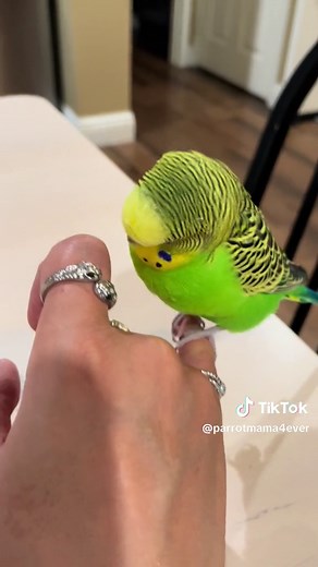 Beginner's Guide to Parakeets: Everything You Need to Know