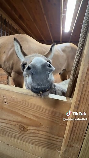 Shrek's Donkey: A Heartfelt Solo Performance