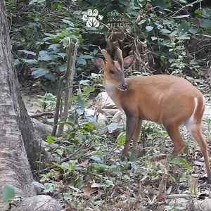 Known locally as 'Kakad,' the Indian Muntjac is commonly referred to as the Barking Deer due to its distinctive single-note, dog-like barking call, typically emitted in response to detecting a potential predator. These alarm calls, triggered even by the lingering scent of a departed tiger on a tree or bush, make the Indian Muntjac an unreliable guide for tracking tigers. Despite its tendency to raise alarms long after the predator has left, there are instances where tigers are spotted following 