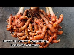 How to Grow Termeric at Home from Planting to Harvest, So Many Tubers and Easy for Beginners