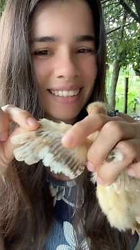 How to tell if a chick is a rooster or hen 👀 | How to tell if a chicken is male or female 🐔