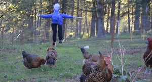 How to Protect Chickens From Hawks: Build Some Scarecrows
